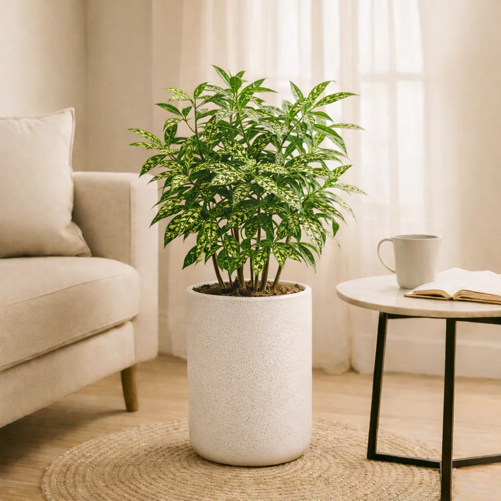 دراسینا گلد داست
